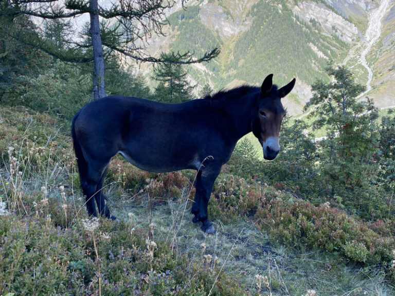 muli sentiero rifugio bertone