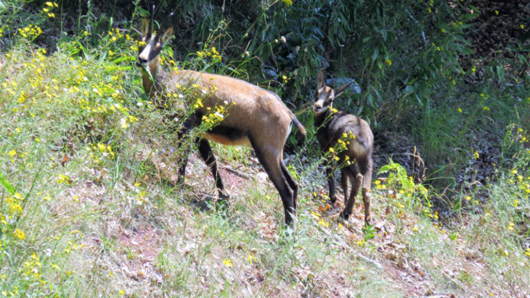 camoscio e cucciolo spitz di tonezza