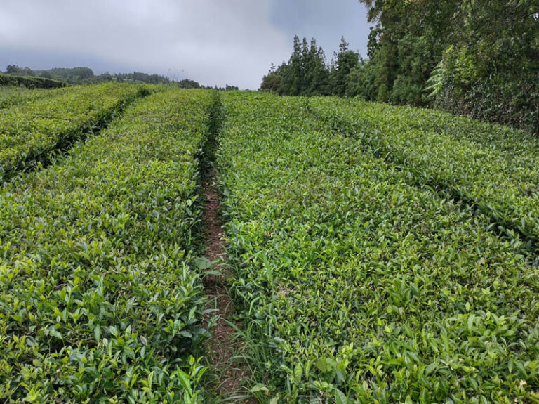 chá gorreana tea factory azzorre sao miguel