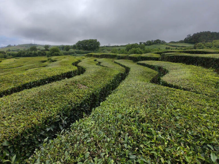 chá gorreana tea factory azzorre sao miguel