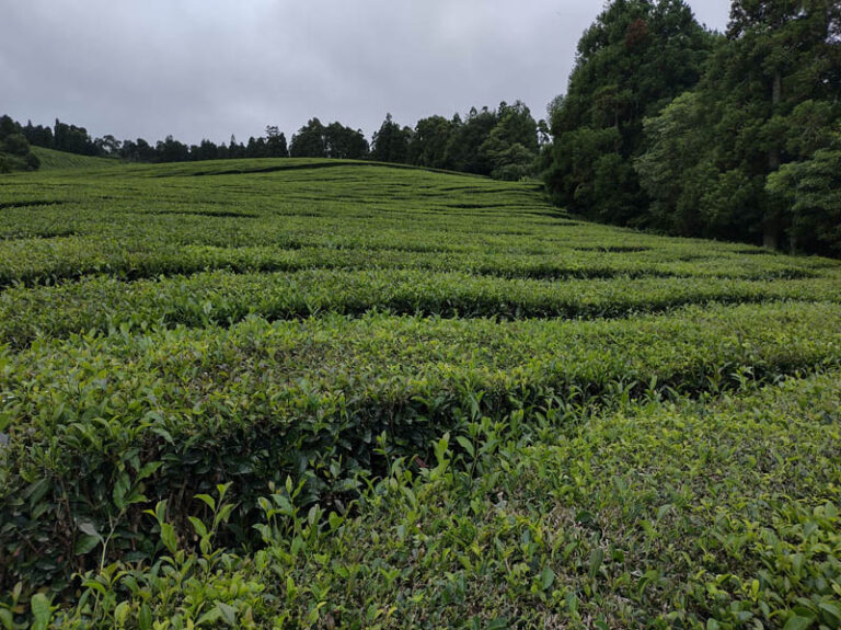 chá gorreana tea factory azzorre sao miguel