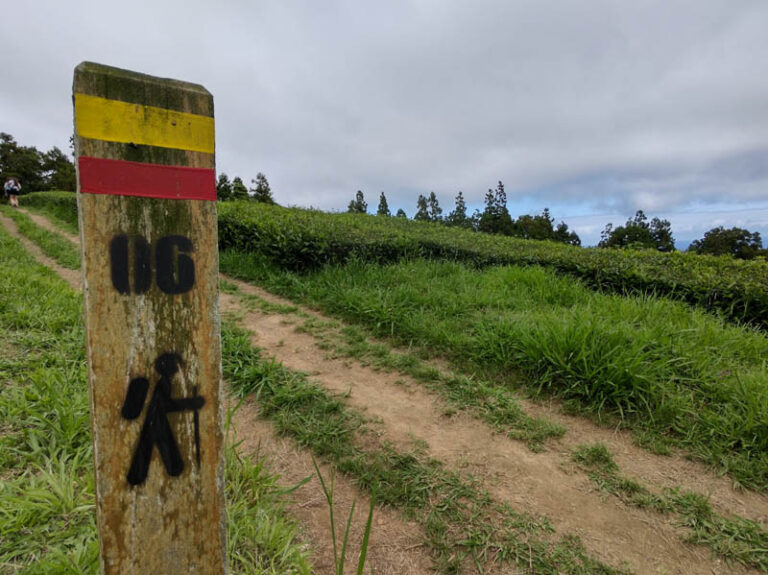 trekking cha gorreana tea factory