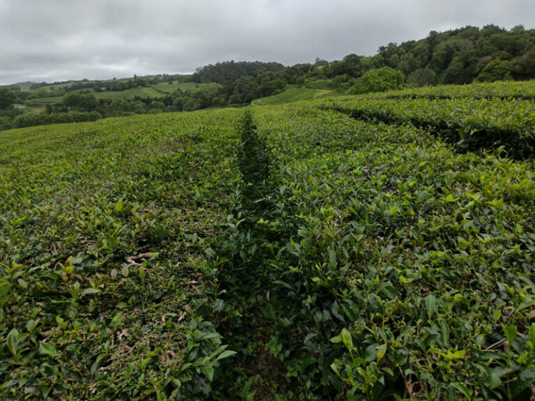 chá gorreana tea factory azzorre sao miguel