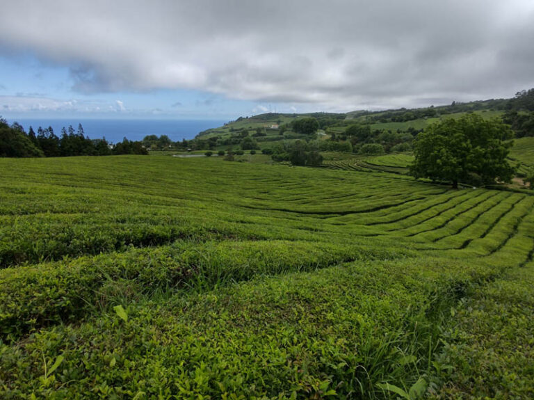 cha gorreana tea factory