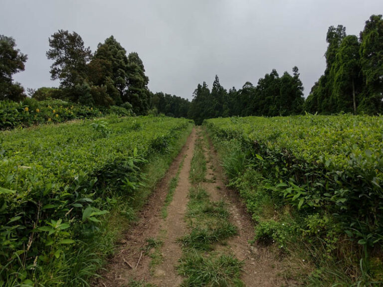 chá gorreana tea factory azzorre sao miguel