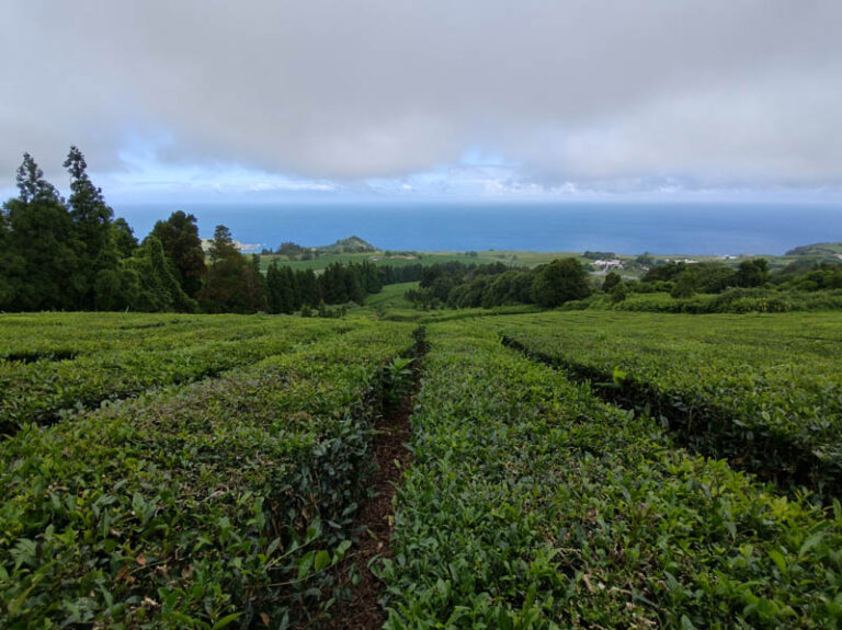 cha gorreana tea factory