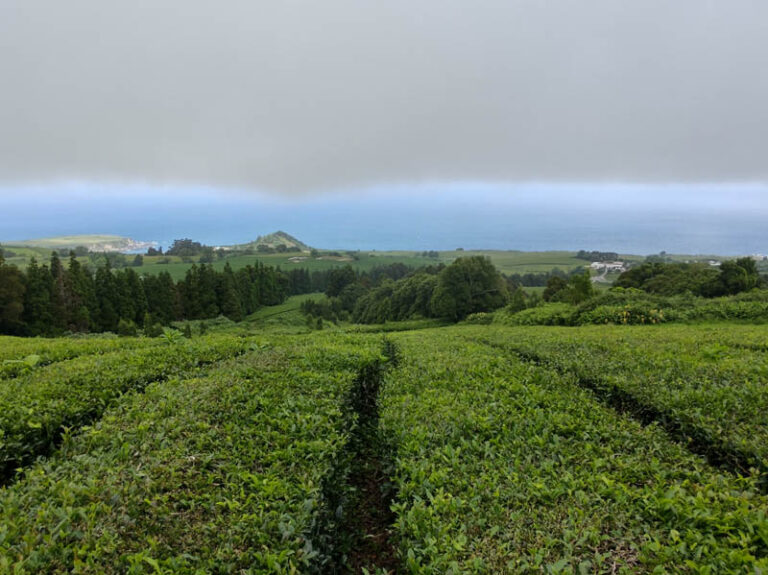 cha gorreana tea factory