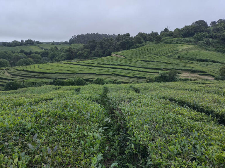 chá gorreana tea factory azzorre sao miguel