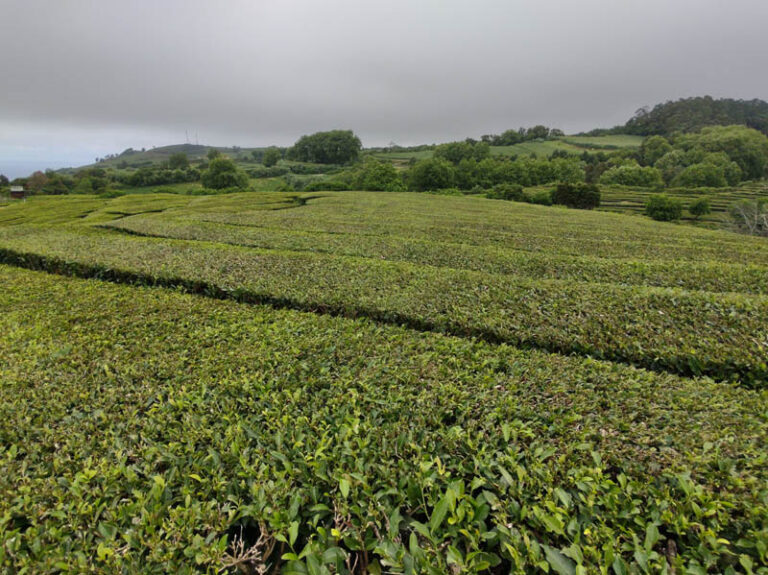 cha gorreana tea factory