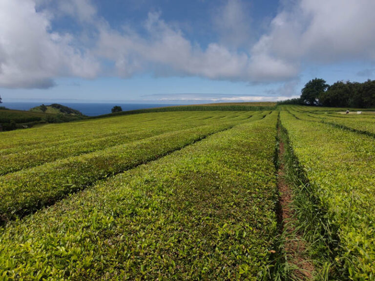 cha gorreana tea factory