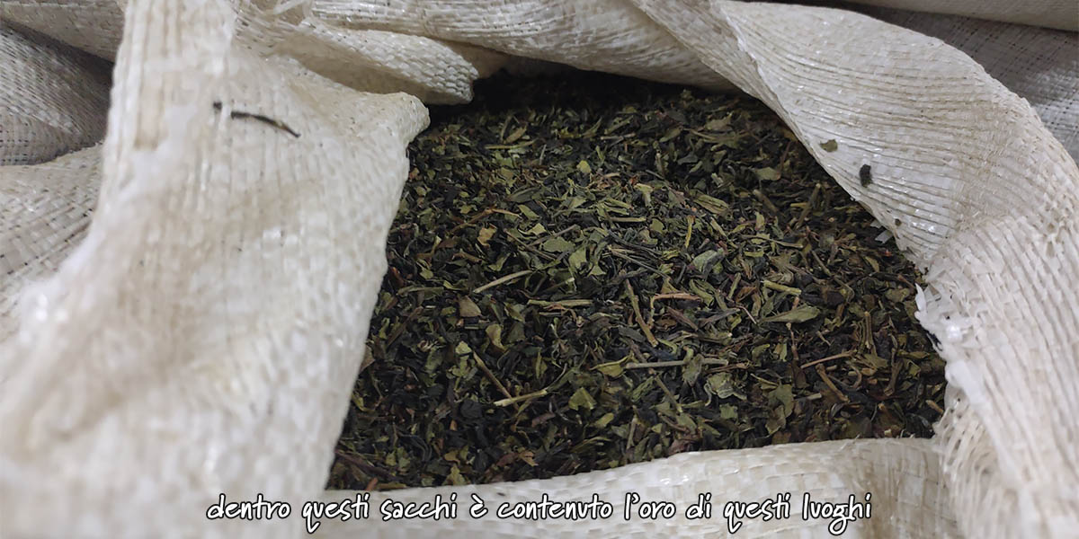 cha gorreana tea factory