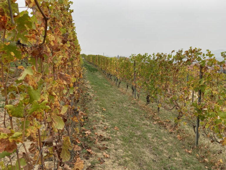 sentiero barolo - monforte d'alba - barolo