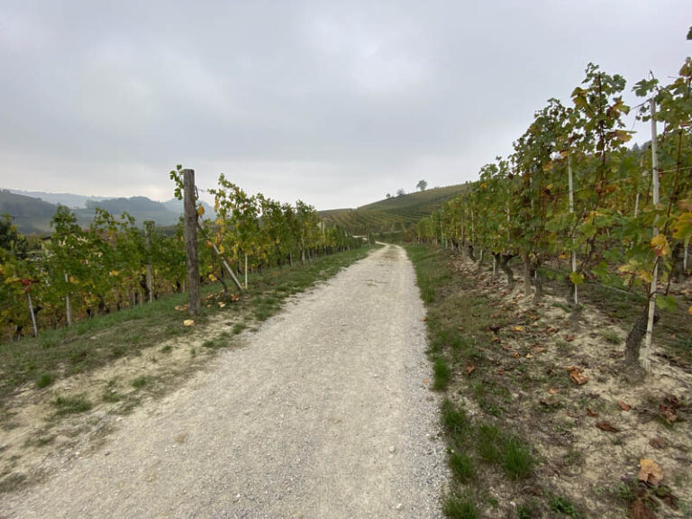 sentiero barolo - monforte d'alba - barolo