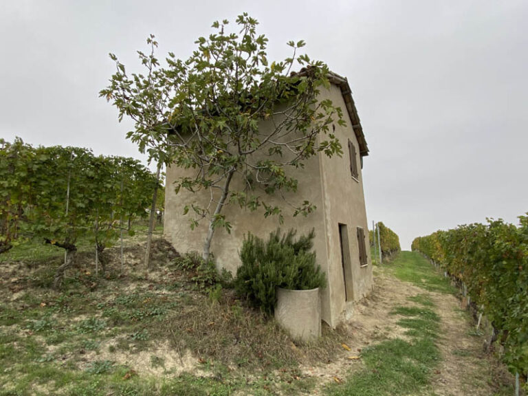 sentiero barolo - monforte d'alba - barolo