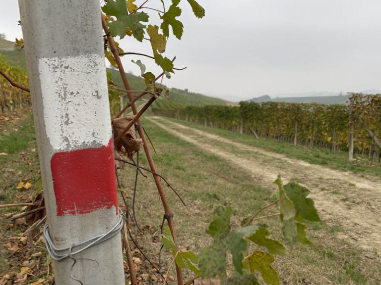 sentiero barolo - monforte d'alba - barolo