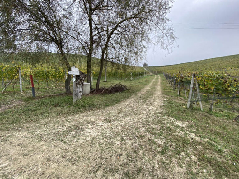 sentiero barolo - monforte d'alba - barolo