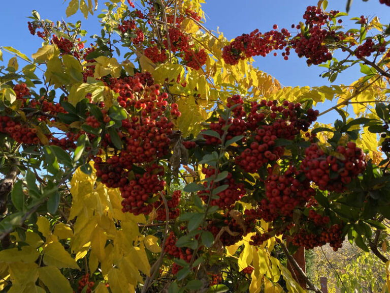 pianta dalle bacche rosse e fiori gialli