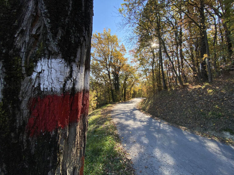 bosco sentiero numero 308 monforte d'alba