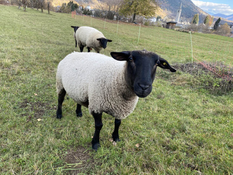 pecore malesco