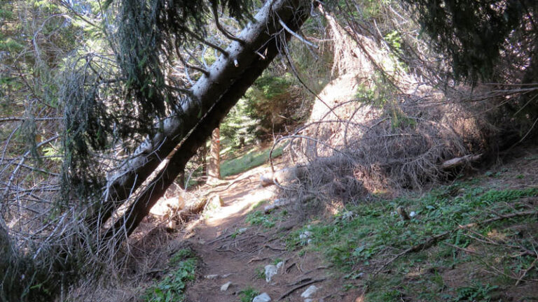 alberi abbattuti dalla tempesta Vaia