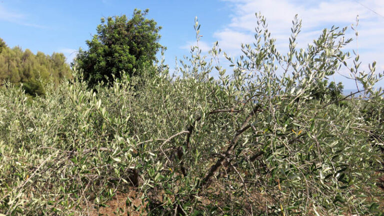 trekking sentiero cultura borgo verezzi