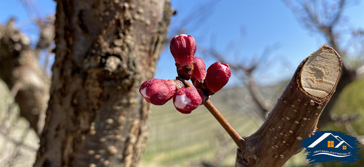 i colori primaverili del sentiero 313 neive - barbaresco