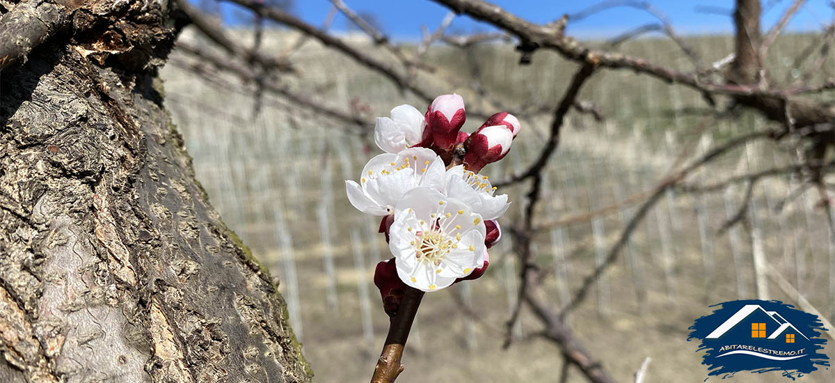 i colori primaverili del sentiero 313 neive - barbaresco