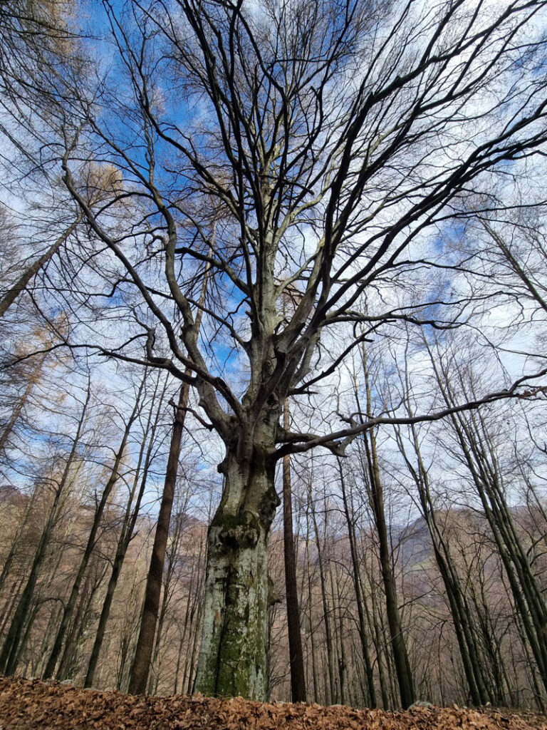 sentiero dei grandi alberi morterone