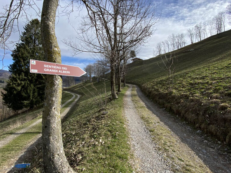 sentiero dei grandi alberi morterone