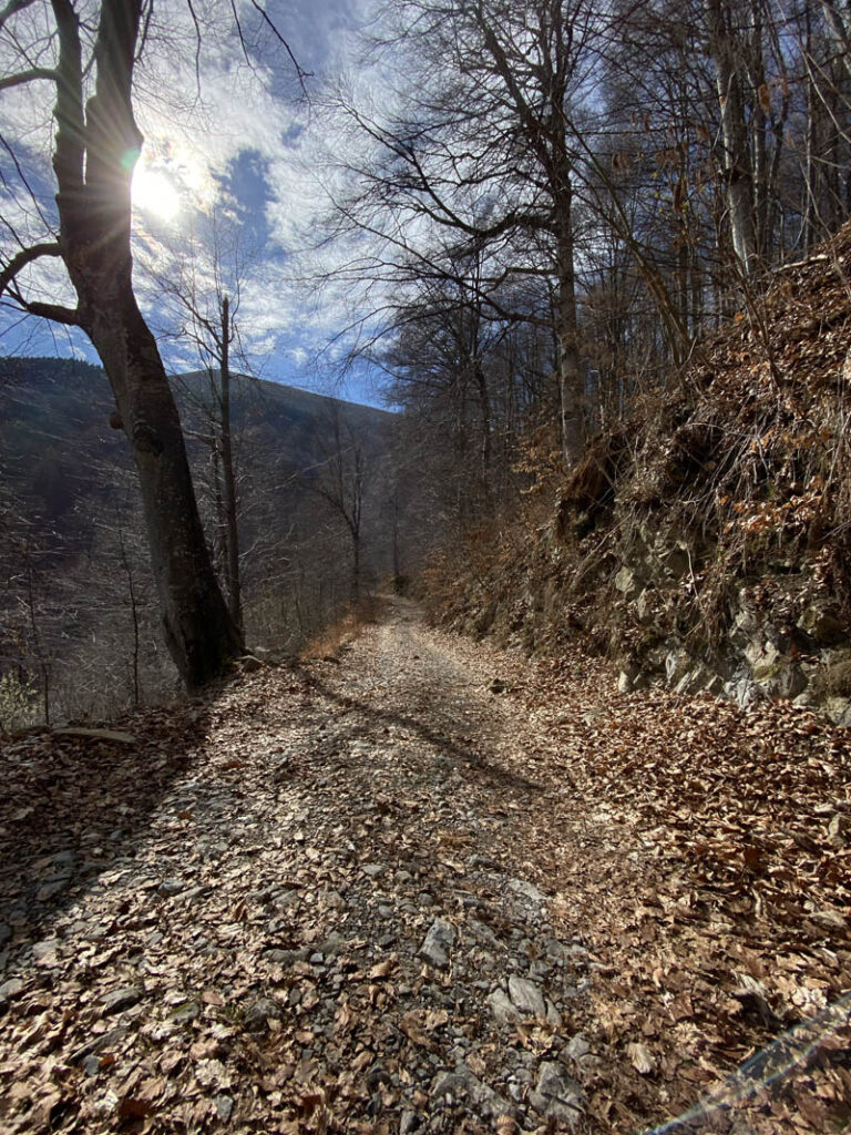 sentiero dei grandi alberi morterone