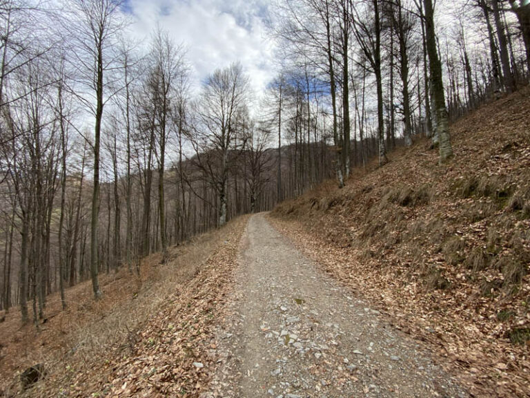 sentiero dei grandi alberi morterone