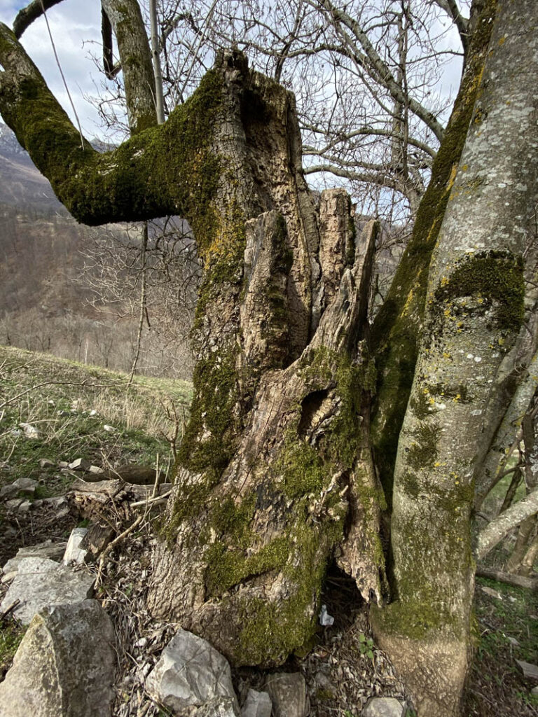 Dopo circa 15 minuti di cammino, si entra dentro al bosco, passando accanto a faggi con un diametro del tronco di oltre un metro e uno sviluppo in altezza che sfiora i 30 m. Pensate che queste sono piante che possono vivere anche oltre 150 anni. L’ampia poderale è sempre agevole e i frequenti simboli bianchi e rossi con la dicitura “GA”, rappresentano un punto di riferimento che troveremo molto spesso lungo tutta la tratta. Sole e nuvole si intervallano in questa prima parte della giornata, andando a disegnare curiose ombre sul terreno e andando a illuminare vecchie baite in pietra ormai abbandonate, che troviamo lungo il nostro cammino, insieme ad altri piccoli gruppetti di case che formano minuscoli paesini. Gli anelli in ferro attaccati ai muri delle antiche baite, testimoniano la tradizione contadina del luogo, dove in passato venivano annodate le corde degli animali.