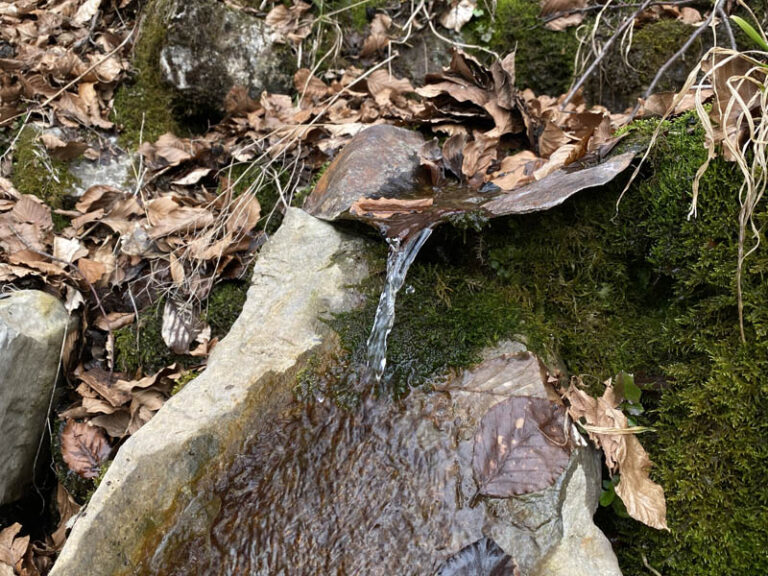 fontana del merlo sentiero dei grandi alberi