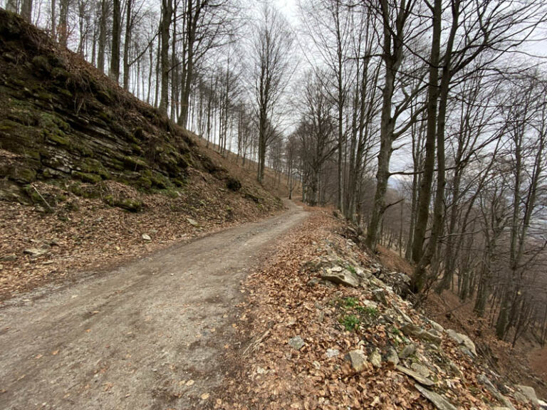 sentiero dei grandi alberi morterone