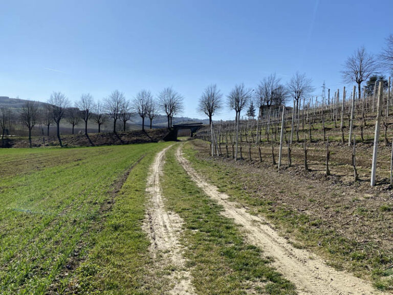 sentiero 313 neive barbaresco