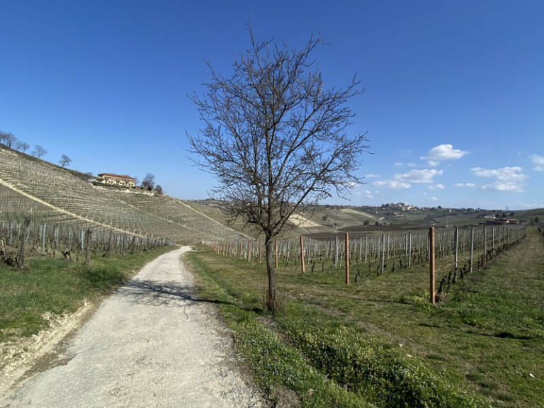 sentiero neive - barbaresco