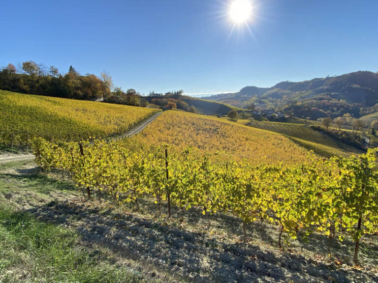 Serralunga d'Alba e le sue colline