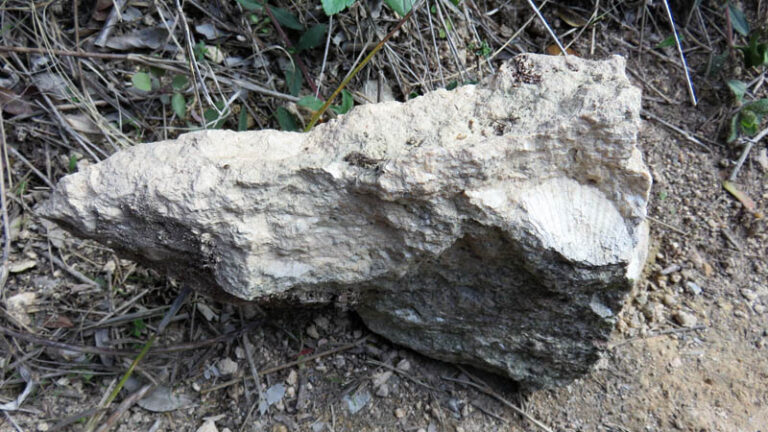 fossile di conchiglia