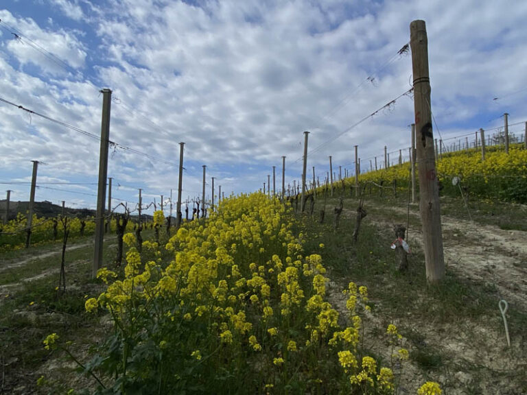 sentiero Serralunga d'Alba - montelupo albese