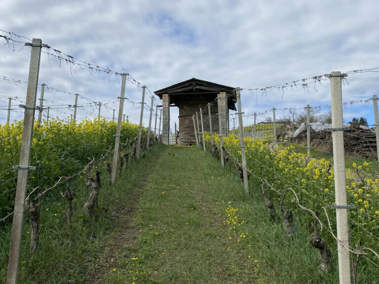 sentiero Serralunga d'Alba - montelupo albese