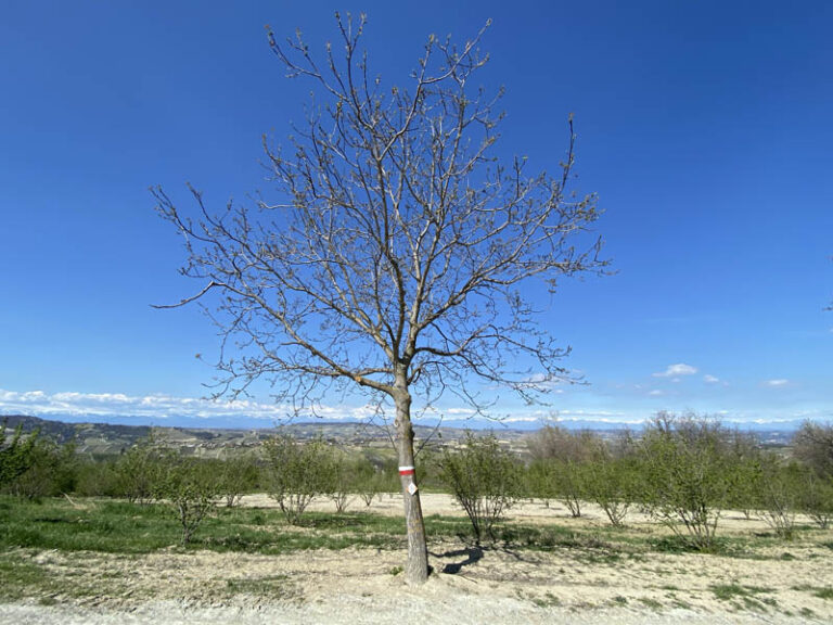 un noce lungo il sentiero serralunga d'alba - montelupo albese