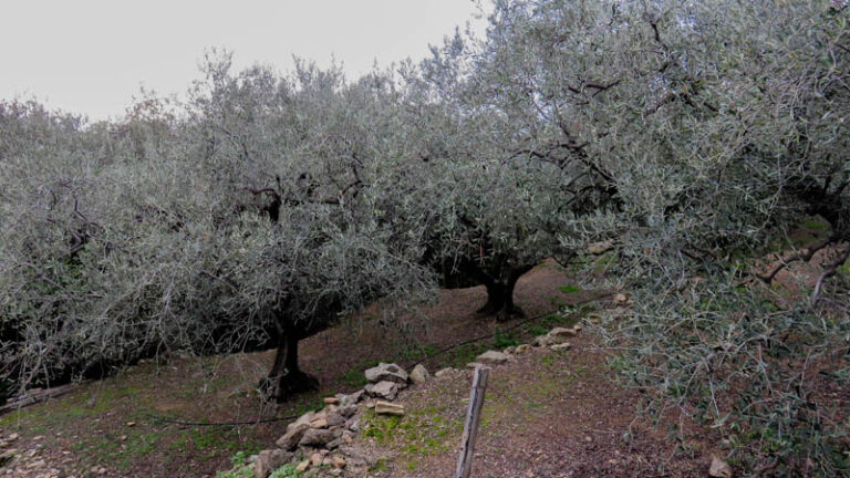 sentiero delle ramate