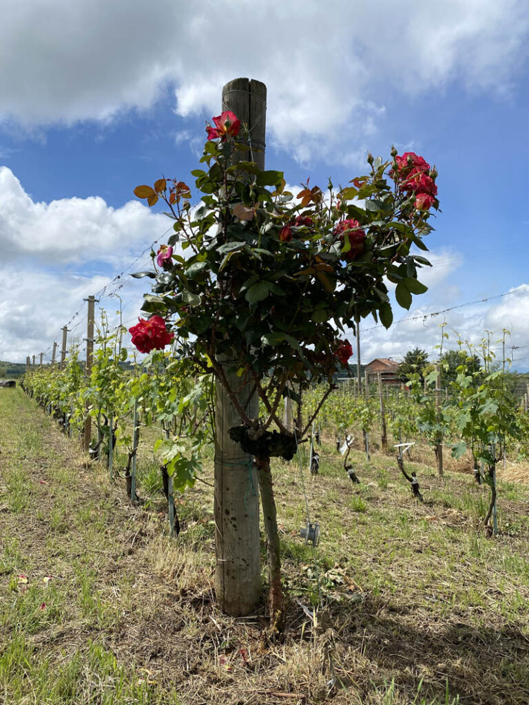 rosai vigneti Sinio