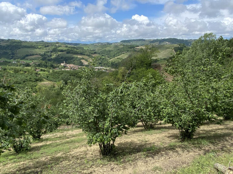 i noccioleti di Sinio