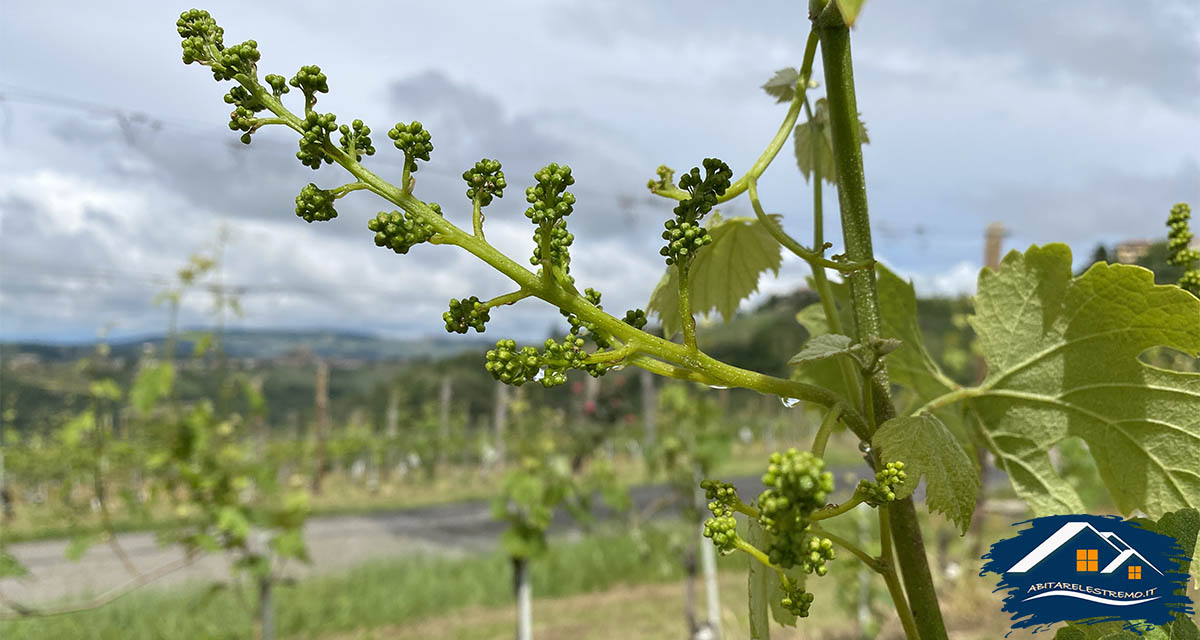 uva dei vigneti di Sinio