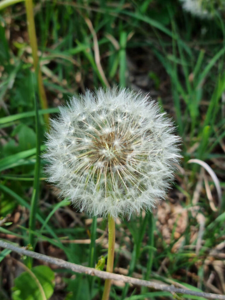 fiore nel parco regionale del sacro monte