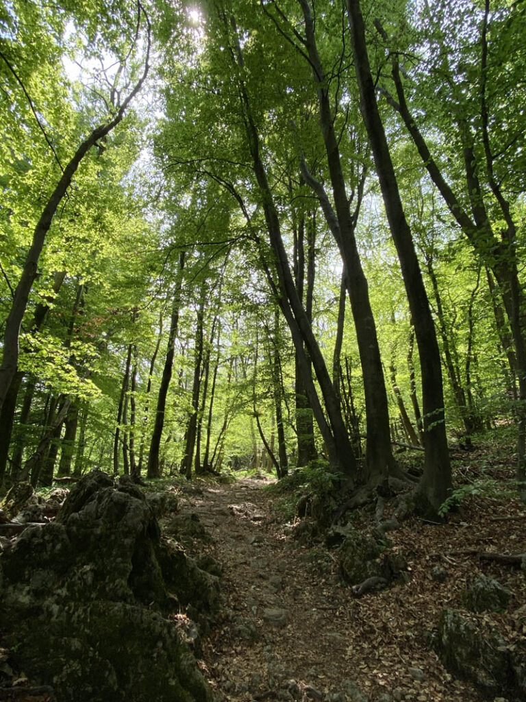 sentiero parco regionale campo dei fiori