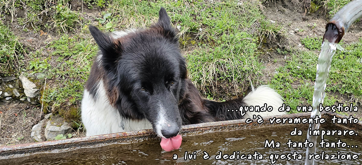 lucky il cane straordinario del Mont Fallere