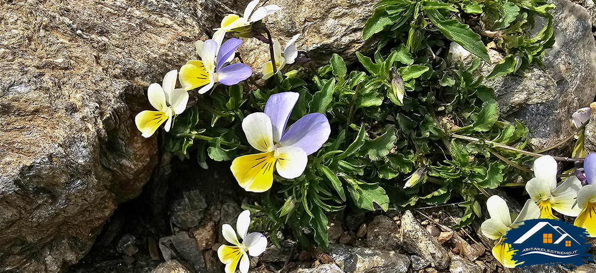 sentiero di salita rifugio menaggio