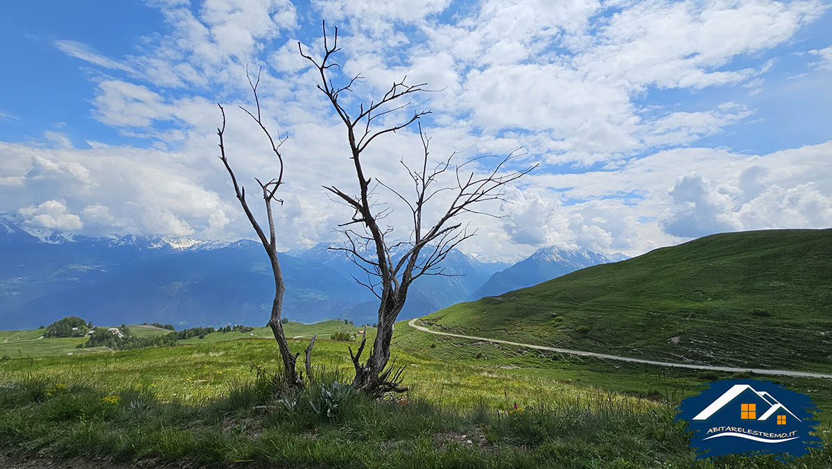 rifugio mont fallere pianta secca